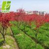 批發中國紅楓樹苗行道樹日本紅楓 園林工程綠化苗木 規格齊全