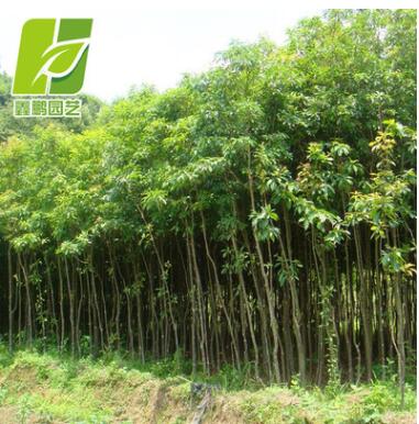 基地供應大量重陽木小苗 綠化工程行道樹 重陽木規格齊全批發