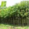 基地供應大量重陽木小苗 綠化工程行道樹 重陽木規格齊全批發