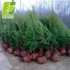 園藝大量出售工程綠化檜柏苗 優質檜柏小苗 量多優惠 規格齊全