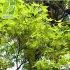 基地直銷雞爪槭樹苗 優質雞爪槭 綠化工程苗 青楓樹規格齊全
