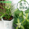 蘭花苗鐵骨素銀針素心建蘭蘭花苗盆栽植物花卉創(chuàng)意綠植