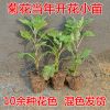 特價基地直銷 精品盆栽 菊花小苗 當年開花苗 盆栽花卉