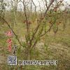 冬棗苗嫁接新品種果樹(shù)苗庭院南北方種植當(dāng)年結(jié)果沾化冬棗樹(shù)苗批發(fā)