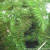 基地供應(yīng)水生植物 金魚(yú)藻 凈化水質(zhì)養(yǎng)魚(yú) 沉水植物 水體綠化