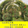 薔薇花 藤本月季批發(fā) 爬藤植物庭院陽臺盆栽玫瑰歐月爬墻攀援花卉