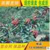 肥城品種正規(guī)格齊全大紅袍花椒樹基地直銷大紅袍花椒樹成活率高