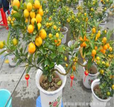批發(fā) 盆景盆栽 花卉 橘子盆栽 青橘子盆栽 品種齊全