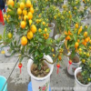 批發(fā) 盆景盆栽 花卉 橘子盆栽 青橘子盆栽 品種齊全