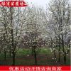 綠化樹苗園林植物 常綠喬木優(yōu)質(zhì)白玉蘭苗木