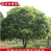 精品特色桂花樹苗批發(fā) 園林常綠喬木 桂花苗木長期供應