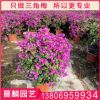 紫色三角梅盆栽 三角梅球批發 福建種植基地供應