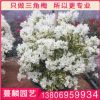 光葉子花 寶巾 簕杜鵑 小葉九重葛 三角花 福建廠家批發