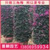 紫色柱形三角梅 福建三角梅基地 株高1.8米 量大從優