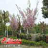 批發嫁接日本櫻花苗庭院公園小區種植觀賞櫻花苗 品種全 量大從優