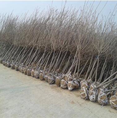 8公分櫻花苗的價格 工程用苗出售 現挖現賣 保證質量