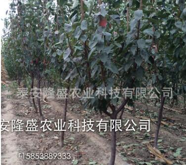 脆紅李子苗批發(fā)山東苗木基地批發(fā)李子樹苗品種齊全李子苗價(jià)格優(yōu)惠