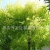 出售各種規格國槐樹 泰安開發區睿淼園藝中心