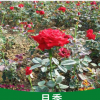 月季