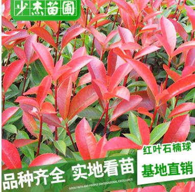 供應綠化苗木 紅葉石楠苗 石楠小苗 紅葉石楠小苗 規(guī)格齊全量大價