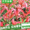 供應(yīng)綠化苗木 紅葉石楠苗 石楠小苗 紅葉石楠小苗 規(guī)格齊全量大價