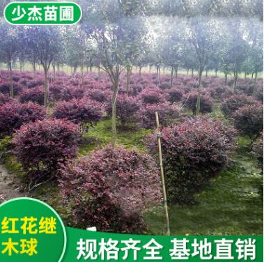 農(nóng)戶直銷 紅花繼木球批發(fā) 紅繼木球 紅桎木樹苗 規(guī)格齊全