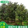 基地直銷(xiāo) 廣玉蘭樹(shù) 玉蘭樹(shù) 風(fēng)景樹(shù) 廣玉蘭樹(shù) 規(guī)格齊全