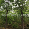 苗圃直銷 8公分各種環保國槐家槐 定植優質槐樹國槐實地看貨