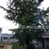 優質銀杏樹苗圃直銷量大從優，歡迎實地看苗