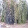 批發(fā)綠化苗耐寒性強(qiáng) 對土要求不嚴(yán) 直徑1-5cm早園竹 喜光耐陰