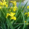 水生植物 水生鳶尾 黃菖蒲 黃花鳶尾 濕地植物 生態(tài)浮島專(zhuān)用苗