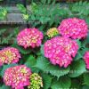繡球花 八仙花 無盡夏 扦插苗繡球陽臺盆栽
