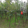 黃櫨小苗 黃櫨綠化苗木 黃櫨樹(shù)苗 道路工程綠化 規(guī)格齊全道路
