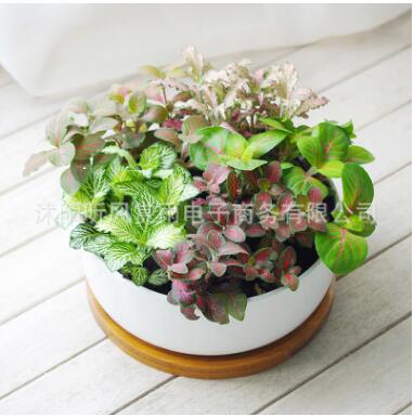綠植盆栽【網紋草】觀葉植物凈化空氣 辦公室 防輻射