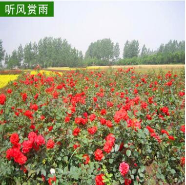 基地供應陽臺庭院盆栽花卉植物月季花苗庭院植物觀花植物風景花卉