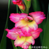 基地批發(fā)優(yōu)質(zhì)劍蘭種球 可水培 盆栽花卉植物 唐菖蒲種球多種顏色