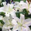 室內(nèi)桌面綠植盆栽種球花卉 香水百合花種球盆栽苗 一代球開花超大