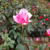 批發(fā) 大花月季種子 藤本月季花種子 玫瑰花種子 月季種子