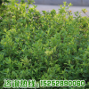 基地直銷盆栽花卉小葉梔子花苗 羅漢梔子花小苗 綠植花量大優惠