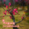 批發梅花樹苗 臘梅樹苗 黃梅花苗 臘梅盆景 梅花盆栽苗 素心臘梅