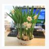 水仙套餐盆栽花卉2013新上市.水仙花種球.水培水生植物