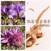 特級藏紅花種球 各種顏色齊全 /室內(nèi)開花/室外繁殖