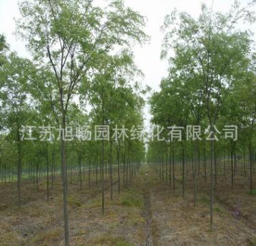 基地直銷櫸樹苗 供應(yīng)優(yōu)質(zhì)櫸樹苗耐寒耐旱規(guī)格齊全量大從優(yōu)