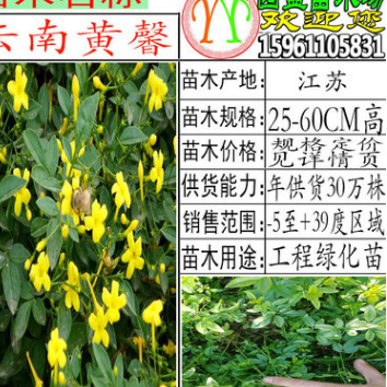 批發(fā)黃馨苗金色的小喇叭常綠垂枝云南黃素馨工程綠化苗云南黃馨