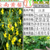 批發黃馨苗金色的小喇叭常綠垂枝云南黃素馨工程綠化苗云南黃馨