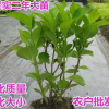 觀花植物 木本繡球花花苗白色繡球花苗盆栽 庭院芳香植物樹姿優美