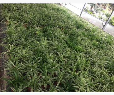 室內盆栽 吊蘭批發(fā) 室內裝修 吸收甲醛室內綠植 吊蘭廠家直銷