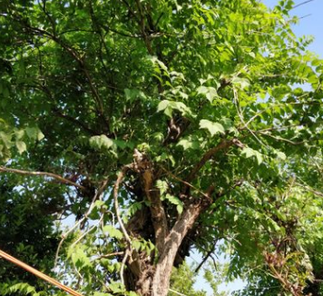 花木之鄉(xiāng) 批發(fā)園藝樹苗 凌霄苗大量供應(yīng) 果樹苗 農(nóng)戶直銷
