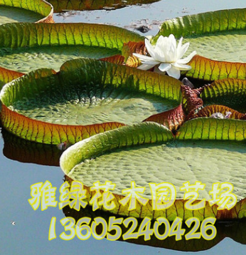 專業(yè)供應水生植物 王蓮 凈化水質 物美價廉 歡迎選購