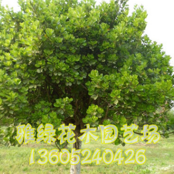 冬青樹銷售 高桿冬青樹苗批發(fā) 量大優(yōu)惠 統(tǒng)一分支 樹形優(yōu) 冬青樹